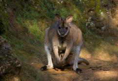 Wallaby newsletter